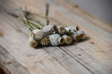 Image showing dried poppy seed heads