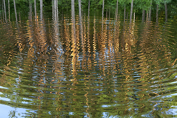 Image showing reflection pine