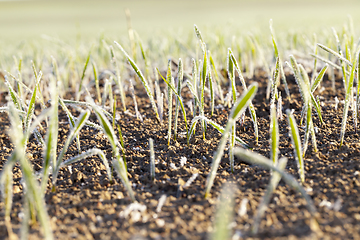 Image showing frost field wheat