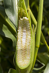 Image showing corn cob cut close up