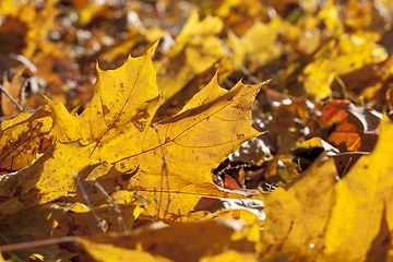 Image showing leaves in autumn park