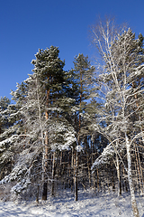 Image showing Winter forest, close-up