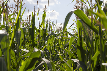 Image showing corn green field