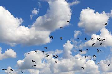 Image showing flock of clouds