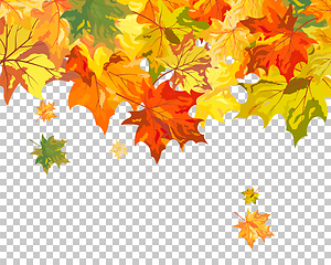 Image showing Fall (Autumn) Maple Background