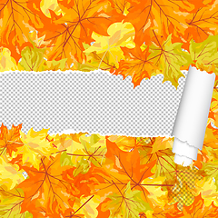 Image showing Autumn maple pattern with ripped stripe