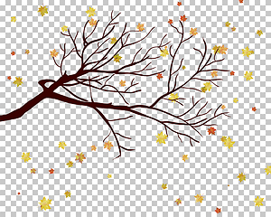 Image showing Fall (Autumn) Maple Background