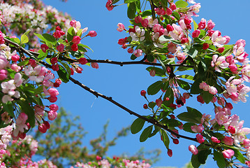 Image showing Pink Blossoms