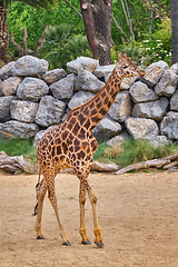 Image showing Giraffe Giraffa walking