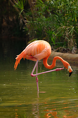 Image showing American flamingo Phoenicopterus ruber bird