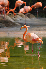 Image showing American flamingo Phoenicopterus ruber bird