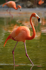 Image showing American flamingo Phoenicopterus ruber bird