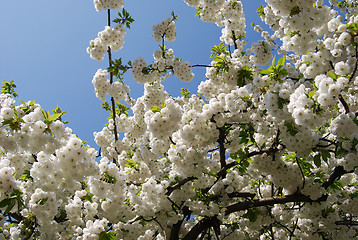 Image showing White Blossoms