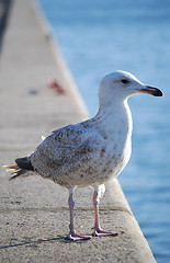 Image showing Sea gull