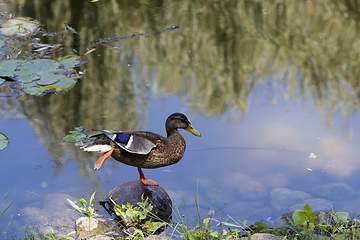 Image showing duck lake