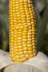 Image showing open fresh corn cob