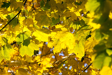 Image showing fresh yellow foliage maple