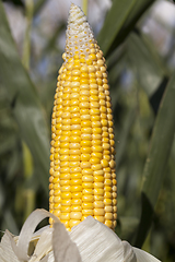 Image showing corn seeds