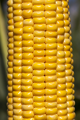 Image showing cob sweet corn