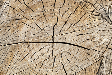 Image showing cracked birch trunk