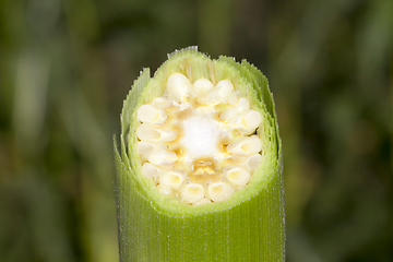 Image showing corn cob cut closeup