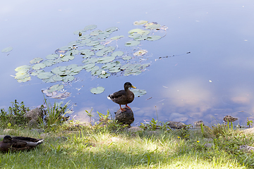 Image showing duck lake