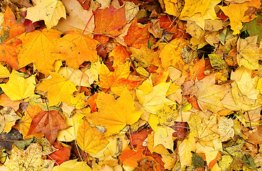 Image showing Bright autumn background from fallen leaves of maple