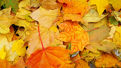 Image showing Bright autumn background from fallen leaves of maple