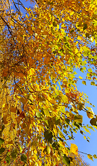 Image showing Branch of autumn birch tree with bright yellow leaves 