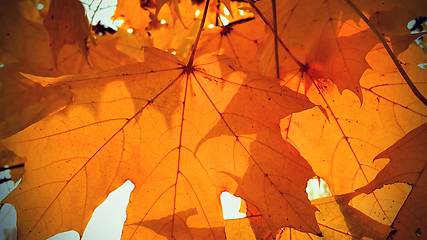 Image showing Branch with bright orange foliage of maple tree