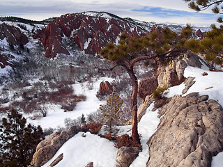 Image showing Winter Overlook Tree