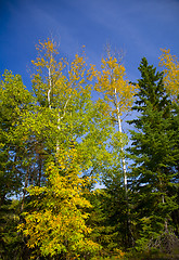 Image showing Yellow, Green, and Blue Sky