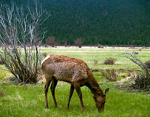 Image showing Young Elk Grazing in Spring
