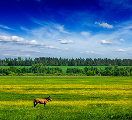 Image showing Spring summer green field scenery lanscape with horse