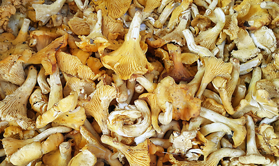 Image showing Edible Chanterelle mushrooms close-up
