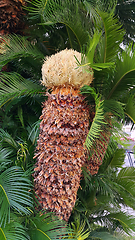 Image showing Sago palm tree (Cycas revoluta) with female cone