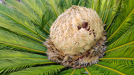 Image showing Cone with fruits of female cycas revoluta cycadaceae sago palm