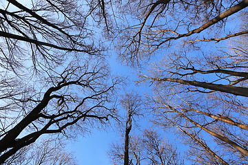 Image showing Tops of bare trees on a blue sky background