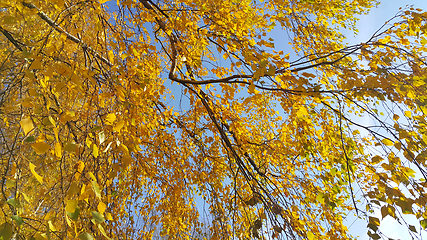 Image showing Branches of autumn birch tree with yellow leaves against blue sk