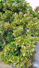 Image showing Crassula or Money tree succulent plant 