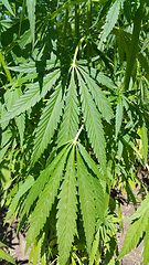 Image showing Green fresh foliage of cannabis plant (hemp, marijuana)