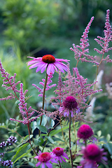 Image showing beautiful flower bed