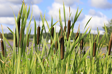 Image showing Typha Latifolia, Common Cattail, Growing in Trench