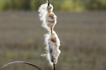 Image showing Ripe Seedhead of Typha Latifolia, Common Cattail