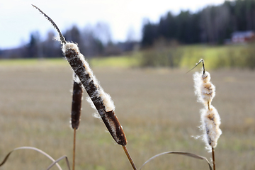 Image showing Ripe Seedheads of Typha Latifolia