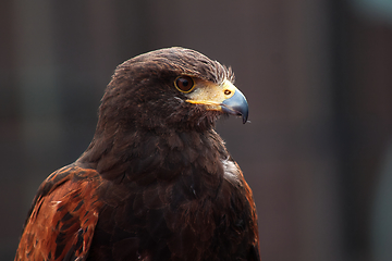 Image showing Golden Eagle