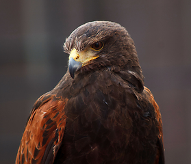 Image showing Golden Eagle