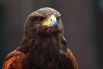 Image showing Golden Eagle