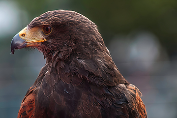 Image showing Golden Eagle