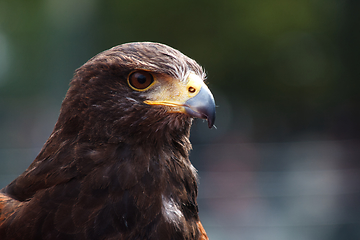 Image showing Golden Eagle